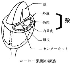 コーヒー果実の構造